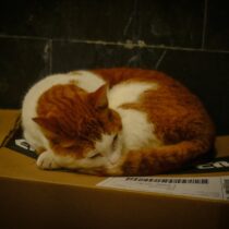 Francesca_Zancla_Home_photography 1-HOME-Marzia